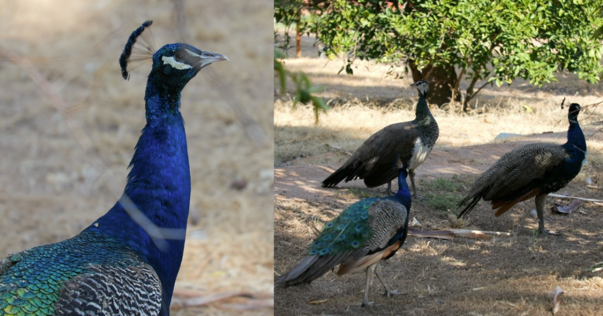 Glendale peacocks are costing thousands of dollars, damaging property