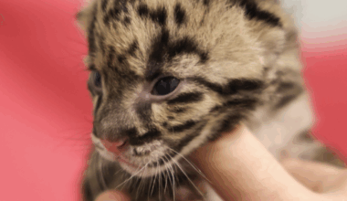 Nashville zoo announces arrival of rare clouded leopard