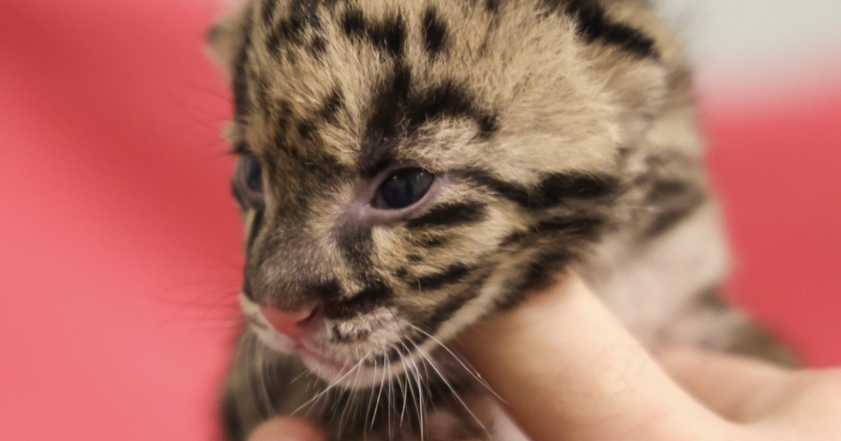 Nashville zoo announces arrival of rare clouded leopard