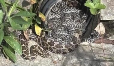 Gertie - wild massasauga rattlesnake found at U-M garden