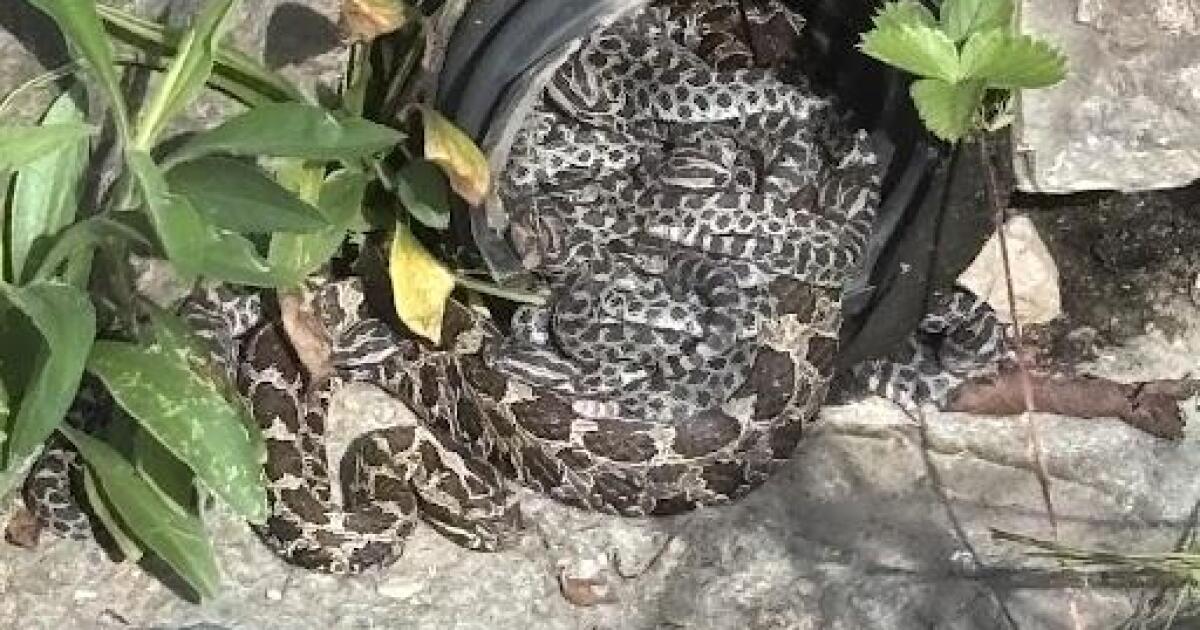 Gertie - wild massasauga rattlesnake found at U-M garden