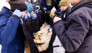 Bill aiming to pause CO wolf reintroductions passes — but program will continue