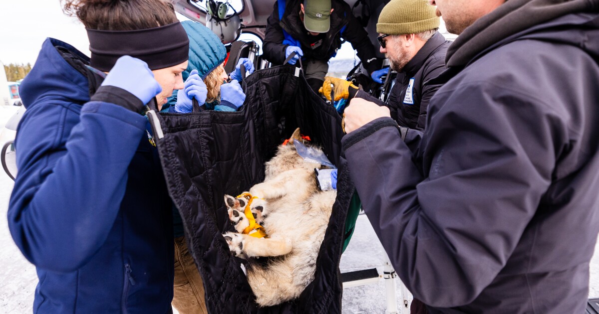 Bill aiming to pause CO wolf reintroductions passes — but program will continue