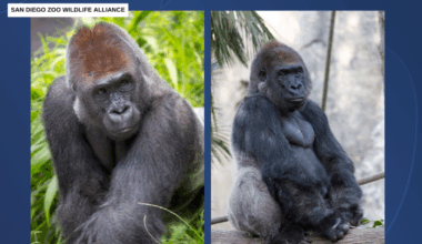 San Diego Zoo mourns passing of Maka, 30-year-old lowland gorilla