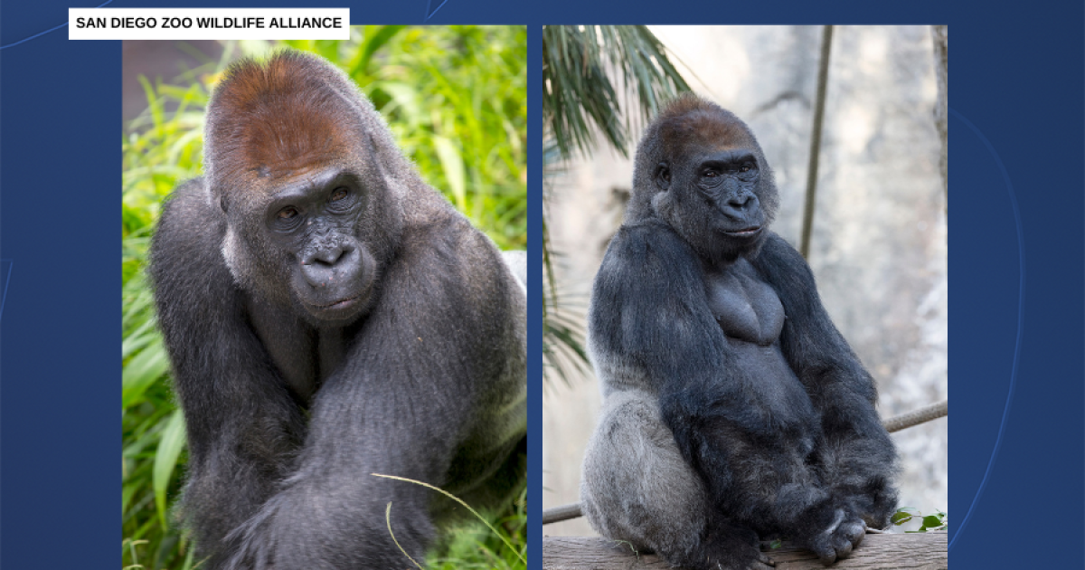 San Diego Zoo mourns passing of Maka, 30-year-old lowland gorilla
