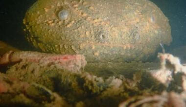 Rare eastern hellbender salamander spotted in eastern Kentucky stream