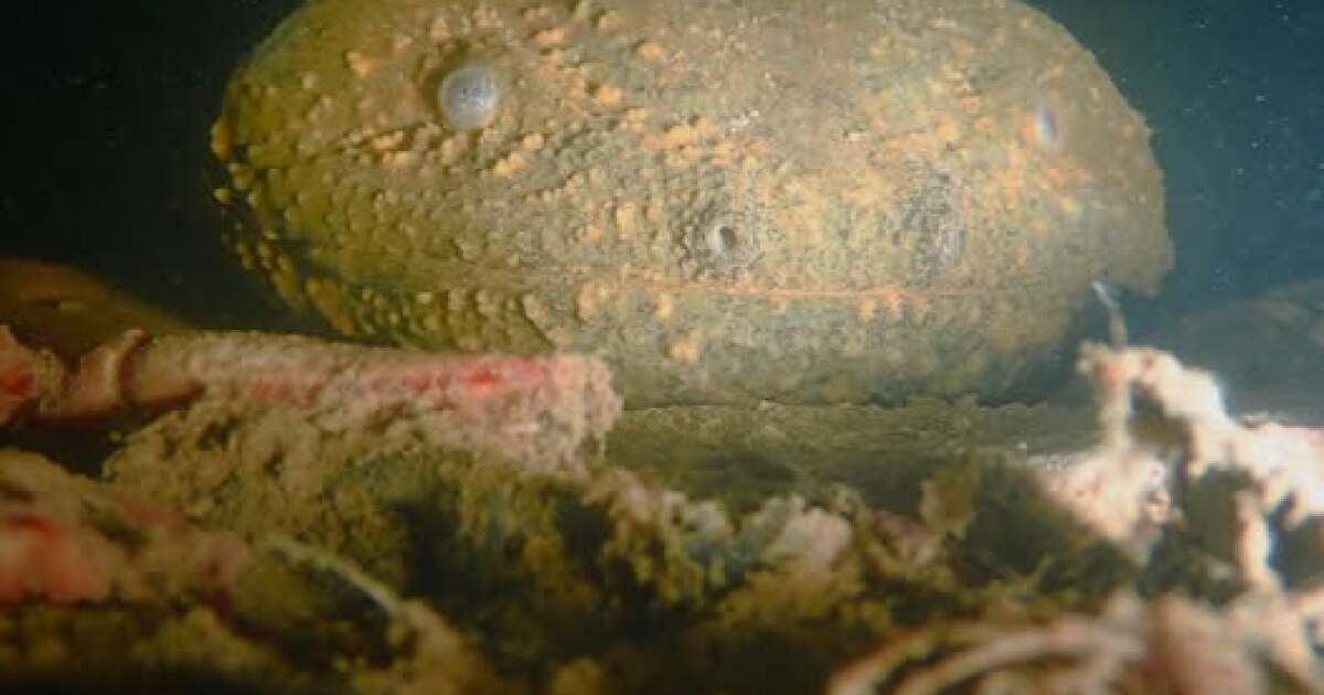 Rare eastern hellbender salamander spotted in eastern Kentucky stream