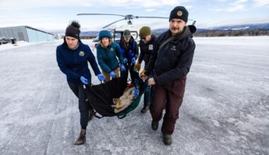 New Colorado legislation would pause state's gray wolf reintroduction program