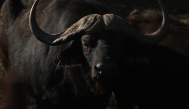 Texas big game hunter killed while stalking African Cape buffalo : NPR