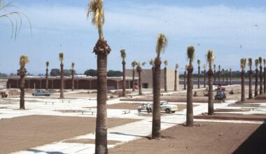 Is it time to bid a frond farewell to Phoenix's palm trees? This LA Times writer says yes