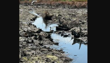 A Denton HOA's pond drain leads to wildlife issues, calls for conservation from the community