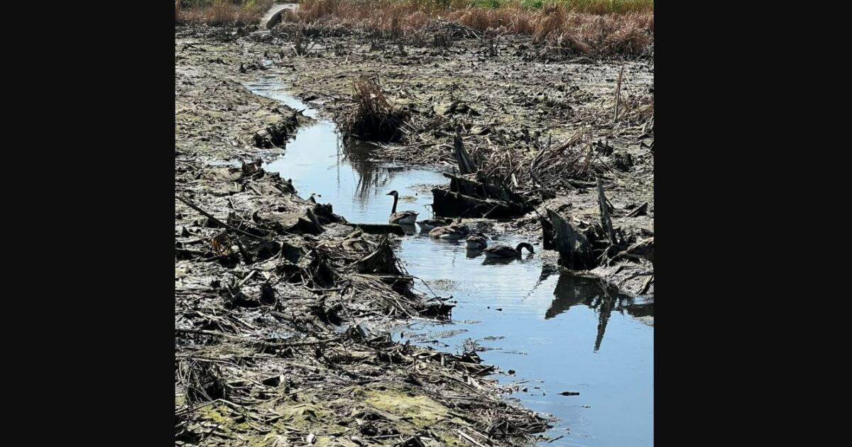 A Denton HOA's pond drain leads to wildlife issues, calls for conservation from the community