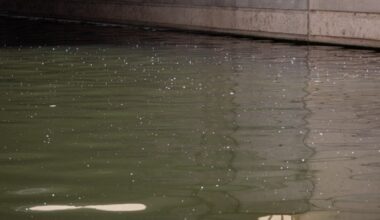 What are those tiny, white particles in the air lately along the San Pedro Creek?