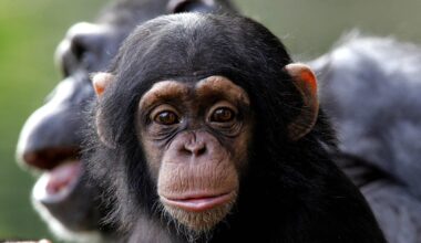 Chimps learn vocal, visual communication patterns from mom, not dad : NPR