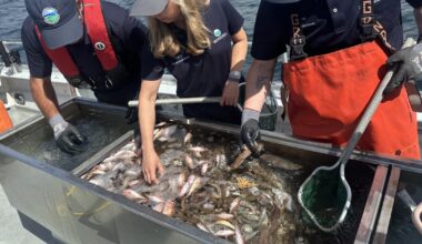 How ocean creatures tell us the complicated story of LA sewage treatment