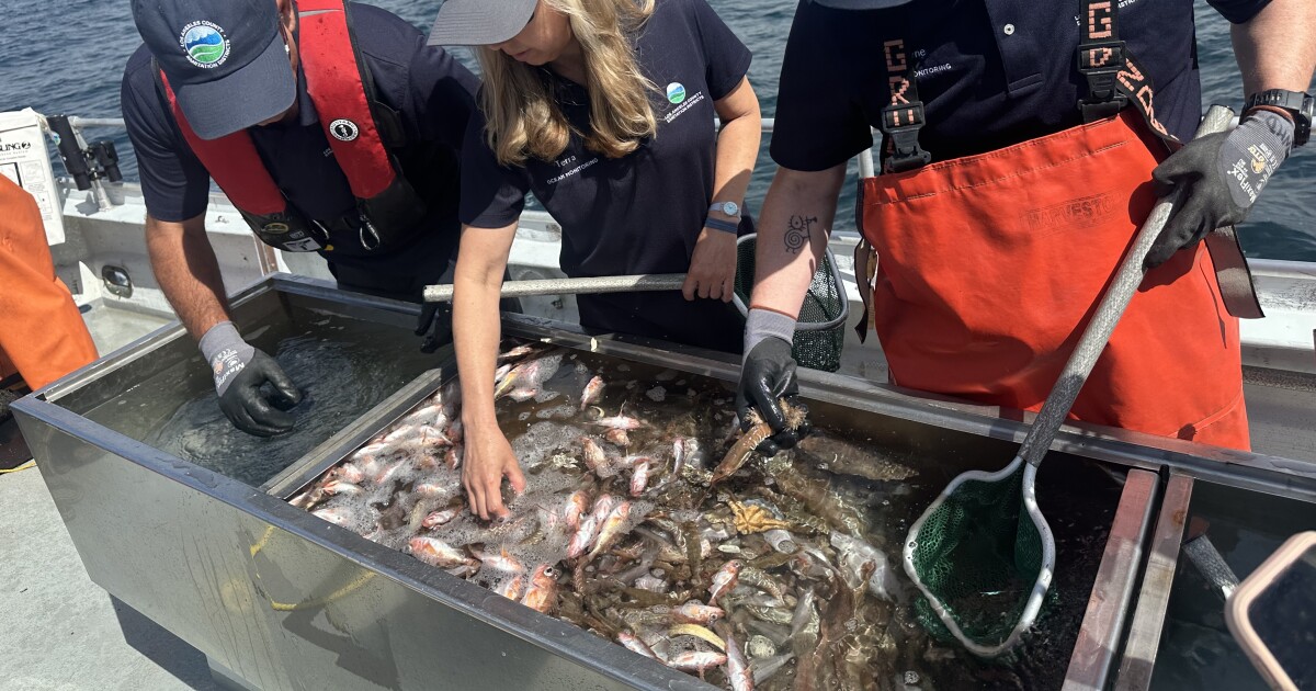 How ocean creatures tell us the complicated story of LA sewage treatment
