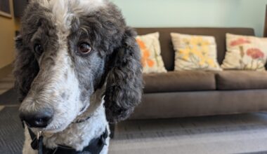 This good boy comforted first responders at the January fires. Now he's up for an award