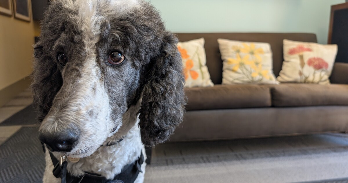 This good boy comforted first responders at the January fires. Now he's up for an award