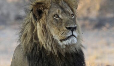 Anger after a trophy hunter killed a lion in Zimbabwe that was part of a research project