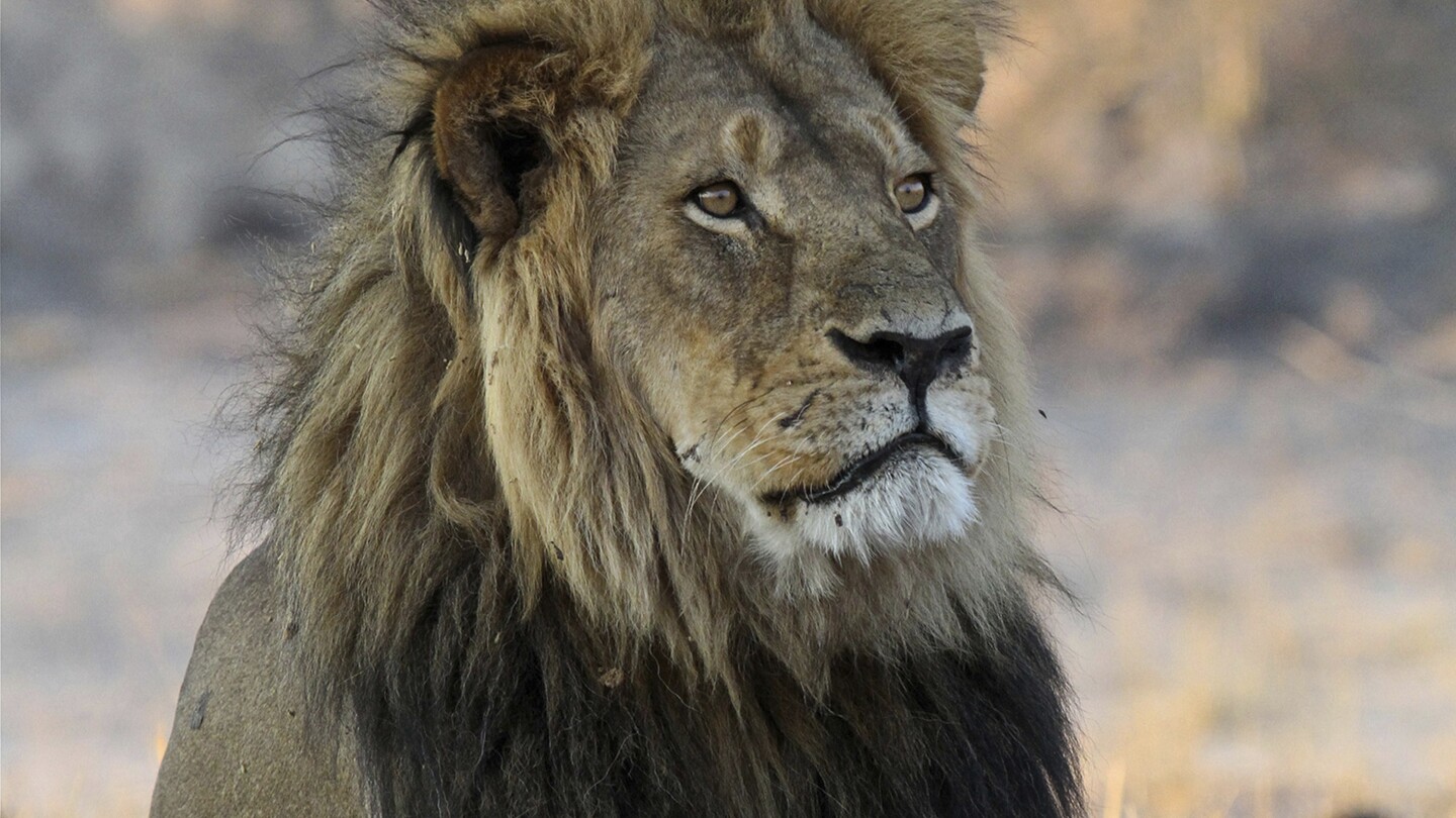 Anger after a trophy hunter killed a lion in Zimbabwe that was part of a research project