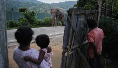 AP photos show an injured elephant frequenting an Indian village as its habitat shrinks