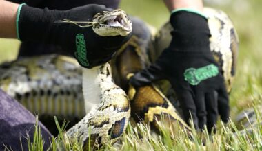 Robotic bunnies deployed to combat invasive Burmese pythons in the Everglades