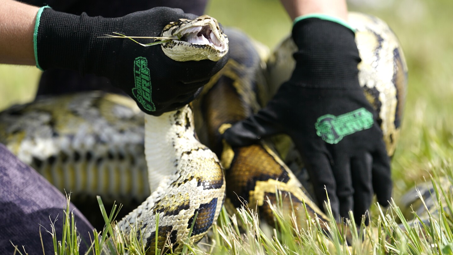 Robotic bunnies deployed to combat invasive Burmese pythons in the Everglades
