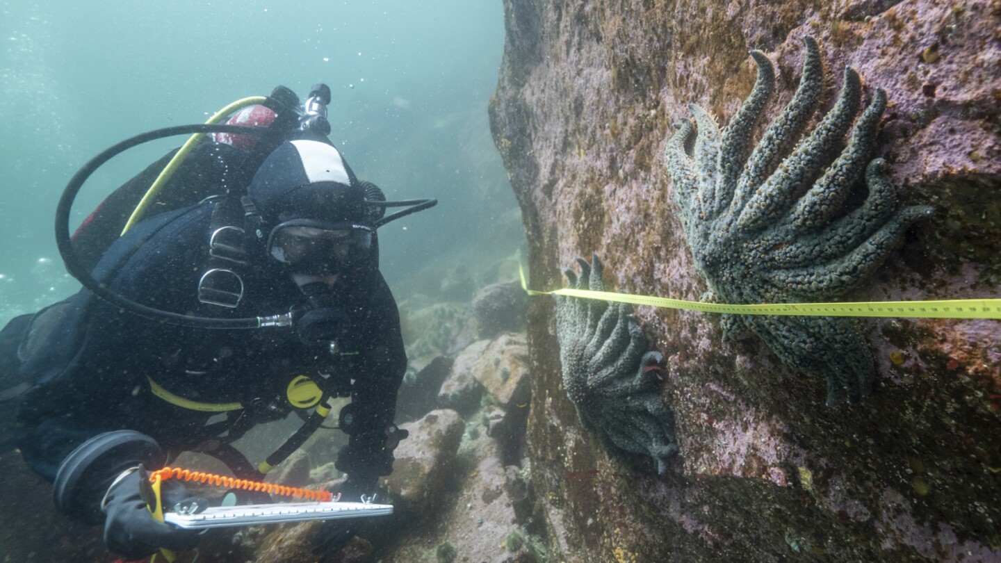 Scientists identify the killer of 5 billion starfish