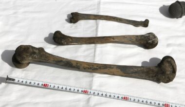 Bones found at Japanese site where Korean forced laborers died in WWII