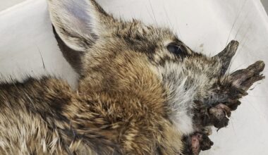 Rabbits with virus-caused 'horns' have been spotted in Colorado