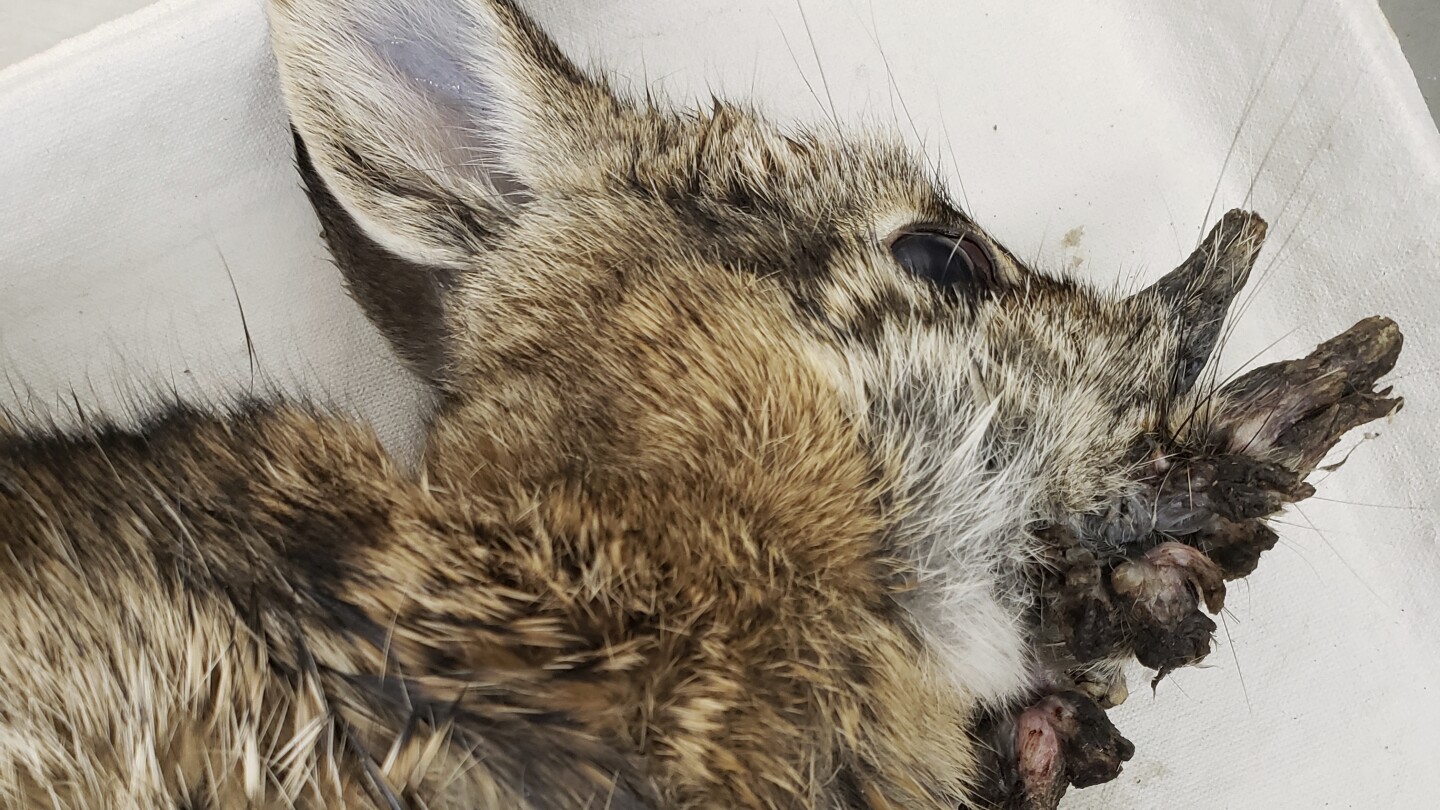 Rabbits with virus-caused 'horns' have been spotted in Colorado
