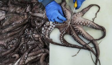 As octopus dwindle in Spanish waters, division over plans to farm the creatures