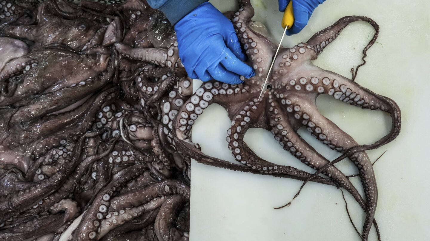 As octopus dwindle in Spanish waters, division over plans to farm the creatures