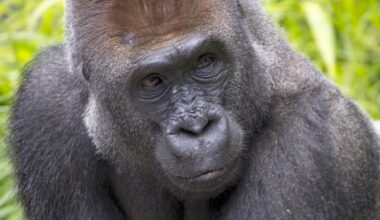 San Diego Zoo mourns deaths of three animals in less than a week