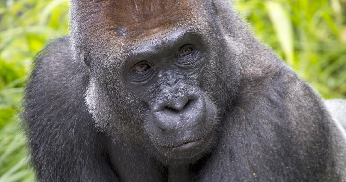 San Diego Zoo mourns deaths of three animals in less than a week