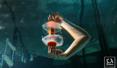 LA Times Today: Cyborg jellyfish could help uncover the depths and mysteries of the Pacific Ocean