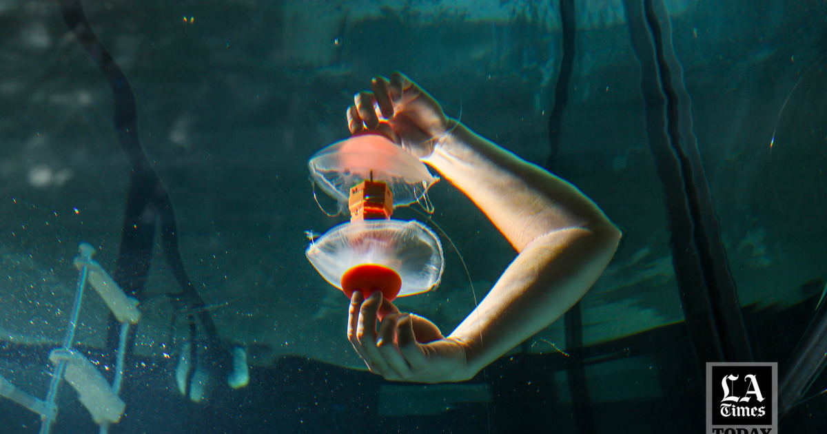 LA Times Today: Cyborg jellyfish could help uncover the depths and mysteries of the Pacific Ocean