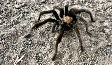 It's tarantula mating season. Where you can spot the spider and how to avoid getting bit