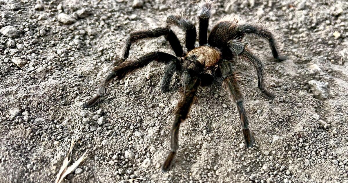 It's tarantula mating season. Where you can spot the spider and how to avoid getting bit