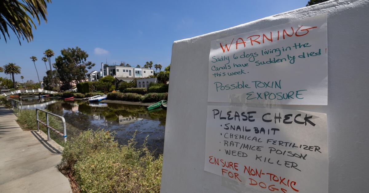 Column: The Venice canals were dog heaven. Now they're a dog danger