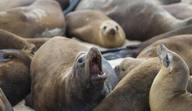 Kidney disease is killing Calif. sea lions: The danger to humans, pets