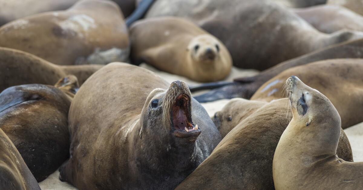 Kidney disease is killing Calif. sea lions: The danger to humans, pets