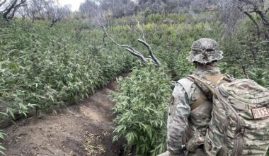 Marijuana farm with toxic chemicals busted in Sequoia National Park