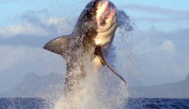 Large Great White Shark spotted near Santa Monica