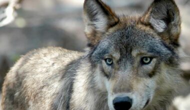 USDA using argument scene from 'Marriage Story' to horrify wolves