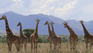 How many giraffe species are in Africa? New scientific analysis quadruples the count