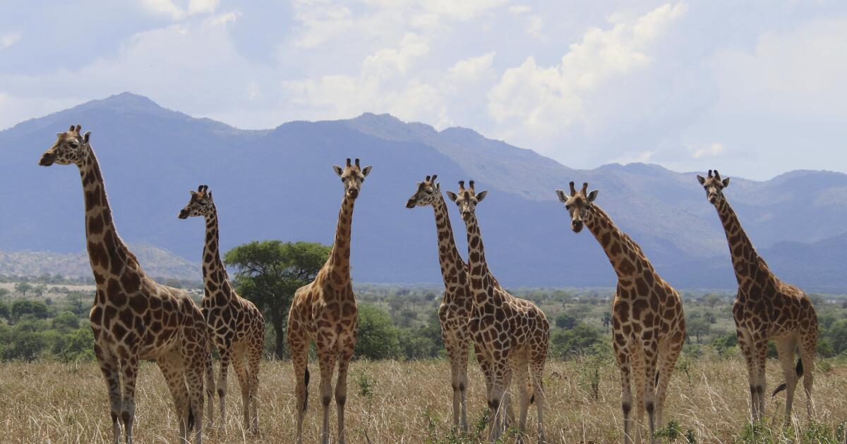 How many giraffe species are in Africa? New scientific analysis quadruples the count