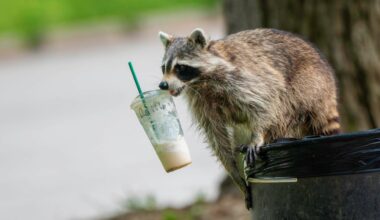 Chicago outdoors: Muskrat love (duckweed), "Trash Panda," doubling on muskies