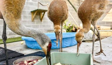 Baby sandhill cranes rescued, adopted by new parent in conservation success story in suburban Chicago