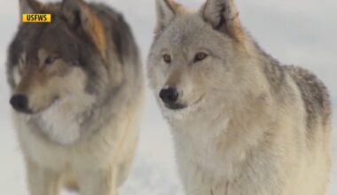 Montana increases wolf hunting quotas and tags per person